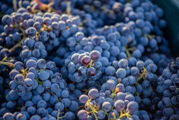 Bucket of grapes during the picking in the vineyard. The name of Cabernet Franc vine grapes in the crate at the harvest season.