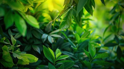 Obraz premium Green foliage with lush leaves in natural sunlight.