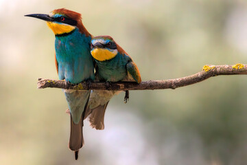 Obraz premium European bee-eater (Merops apiaster), Danube Delta. Selective focus on the eye of the bird sitting on the left