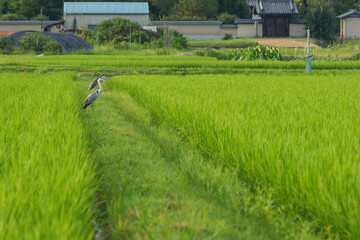 Obraz premium Summer, rice paddies and a blue heron