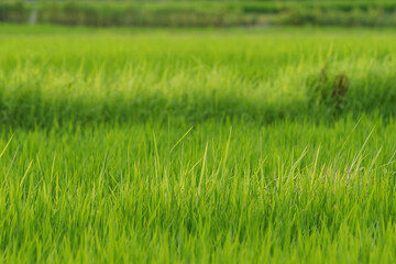 Rice plants in the rice fields summer