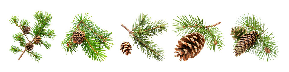 Set of pine cone and leafs isolated on white background