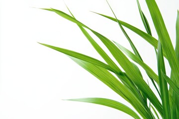 Obraz premium Close-up of green grass leaves against a white background, emphasizing natural beauty.