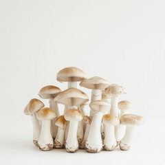 Mushrooms on a white background