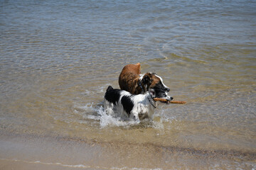 Two Dogs in the Sea