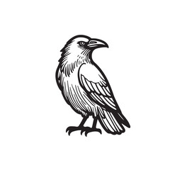 Obraz premium Handdrawn Raven Crow, Spooky Black and White Illustration