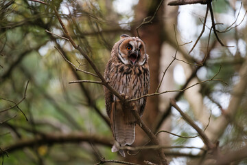 Long-eared owl calling out while sitting on branch