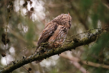 Long-eared owl turned away while sitting on branch
