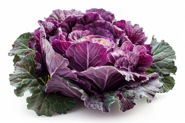 Obraz premium fresh cabbage isolated on white background
