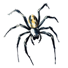 Obraz premium Frightening Halloween Spider, Isolated on Transparent Background, Perfect for Spooky Decor