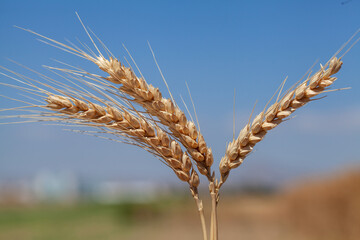 Close-up view of  mature wheat plant (Triticum aestivum) with golden ears of grain with a clear blue sky background.