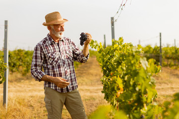 Fototapeta premium Joyful elderly man in a straw hat proudly holding freshly harvested grapes in a sunlit vineyard during the autumn season