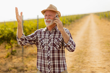 heerful elderly man enjoys a conversation on mobile phone while walking through a sunlit vineyard during harvest season