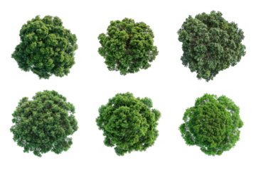 Top View Tree Collection Bundle Set Isolated on a Transparent Background