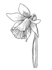 Narcissus floral botanical flower Yellow and green engraved ink art