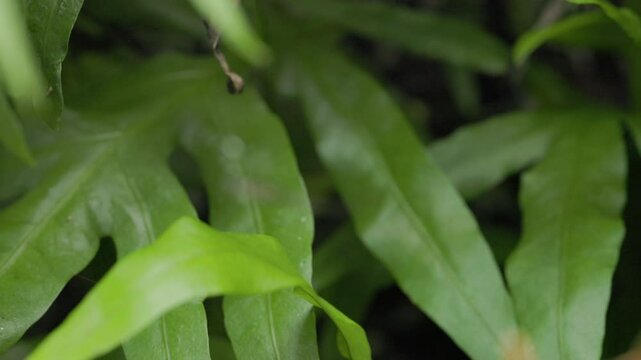 Macro footage of a spider on a web on a green fern background.