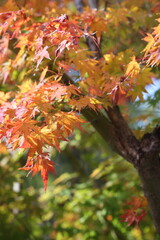 autumn leaves on Japanese Maple Tree in Australia