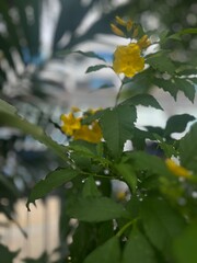 yellow flower in the garden