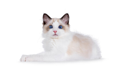 Handsome Ragdoll cat kitten laying down side ways. Looking curious towards camera with breed typical blue eyes. Isolated on a white background.