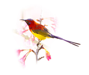 Mrs.Gould's Sunbird perching on a perch looking into a distance