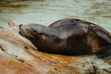 Weiblicher Kalifornischer Seelöwe (Zalophus californianus) entspannt auf einem Felsen
