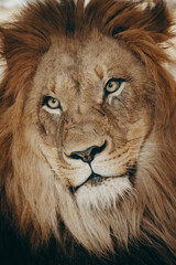 Obraz premium Portrait eines männlichen Flachlandgorilla (Gorilla Gorilla) mit melancholischem Blick 