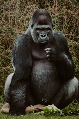 Portrait eines männlichen Flachlandgorilla (Gorilla Gorilla) in einem Zoo	
