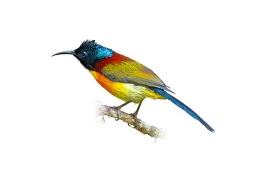 Green-tailed Sunbird perching on a perch looking into a distance
