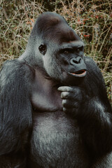 Portrait eines männlichen Flachlandgorilla (Gorilla Gorilla) in einem Zoo	
