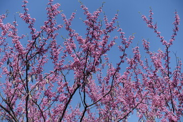 Blue sky and blossoming branches of cercis canadensis in mid May