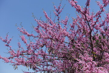 Cloudless blue sky and blossoming branches of cercis canadensis in mid May