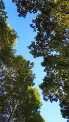 Bottom view of tree foliage in the morning with blue sky. Tranquil natural background with trees, leaves swaying on wind in Mekong Delta Vietnam.