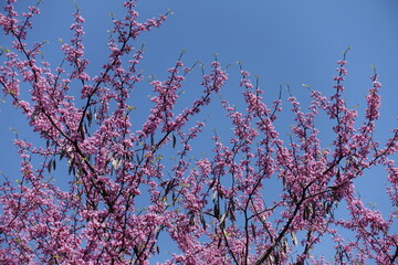 Deep blue sky and blossoming branches of cercis canadensis in mid May