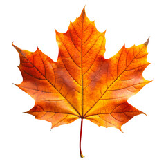 PNG maple autumn leaves on white isolated background
