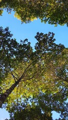 Bottom view of tree foliage in the morning with blue sky. Tranquil natural background with trees, leaves swaying on wind in Mekong Delta Vietnam.
