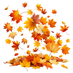 Obraz premium PNG maple autumn leaves on white isolated background