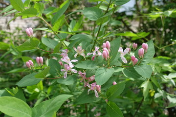 Pink flowers and buds of Lonicera bella in mid May