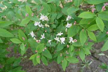 Pinkish white buds and white flowers of Lonicera bella in mid May