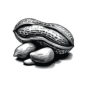 recommend clip art: Peanut illustration. hand drawn peanut black and white vector illustration. isolated white background