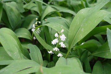 Obraz premium Close view of white flowers of lily of the valley in mid May