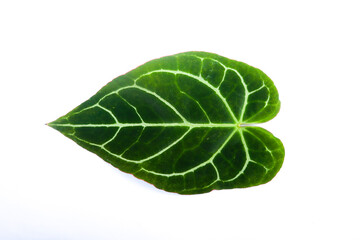 Obraz premium Anthurium Crystallinum heart shaped leaf green color in white background isolated detail