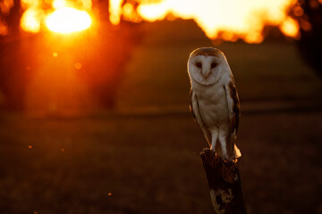 Owl at sunset. Barn owl, Tyto alba, perched on old fence in last sun rays. Beautiful white owl with heart-shaped face. Colorful autumn in wild nature. Wildlife. Hunting bird on field near farm.