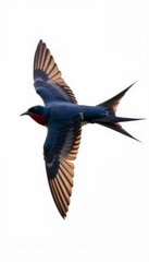 Fototapeta premium Vibrant Bird in Flight Showcasing Stunning Plumage and Wingspan