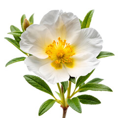 Cistus ladanifer flower plant isolated on on white transparent background, cut out png element. Cistus ladaniferus white flower