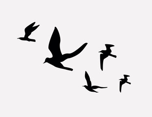 bird sketch drawing and vector illustration shape