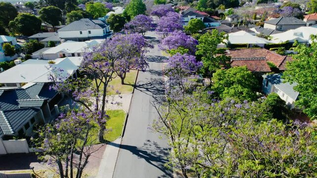 The tranquil suburban street showcases vibrant jacaranda trees in full bloom, creating a beautiful purple canopy over the homes on a sunny spring day.
