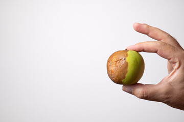 Rotting green apple held by Caucasian male hand. Close up studio shot, isolated on white