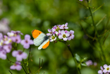 butterfly macrocharis cardamineso photography nature flower, Anthocharis cardamines