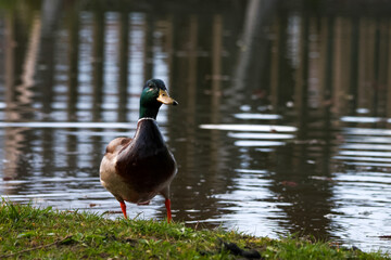 duck on the lake
