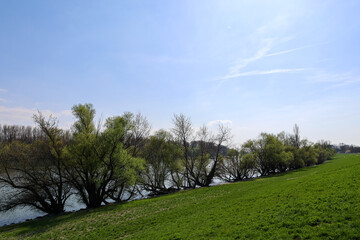 trees and sky